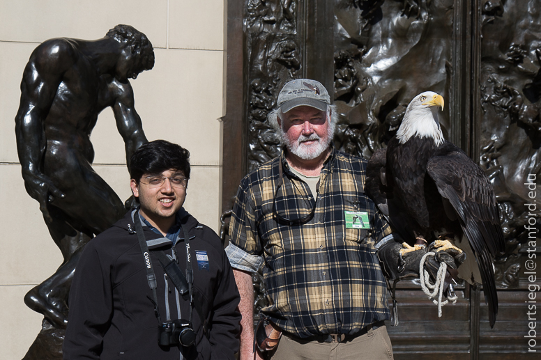 bald eagle